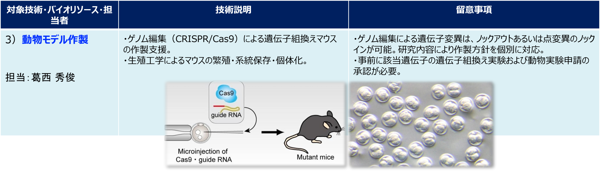 動物モデル作製