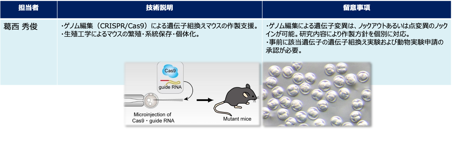 動物モデル作製